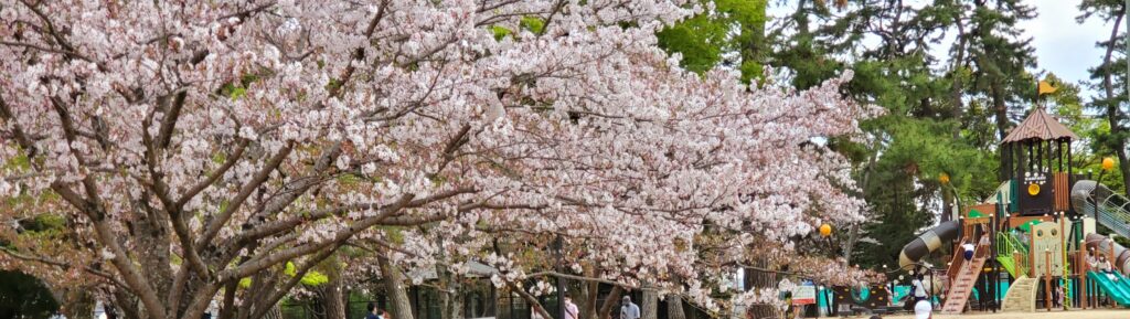 春満開！岡山の桜特集