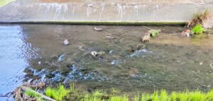 【岡山県岡山市中区】百間川緑地公園(ひゃっけんがわりょくちこうえん)