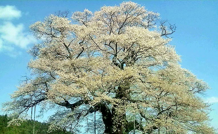 【岡山県真庭市】醍醐桜（だいござくら）