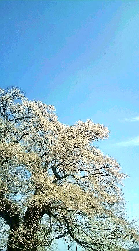 【岡山県真庭市】醍醐桜（だいござくら）