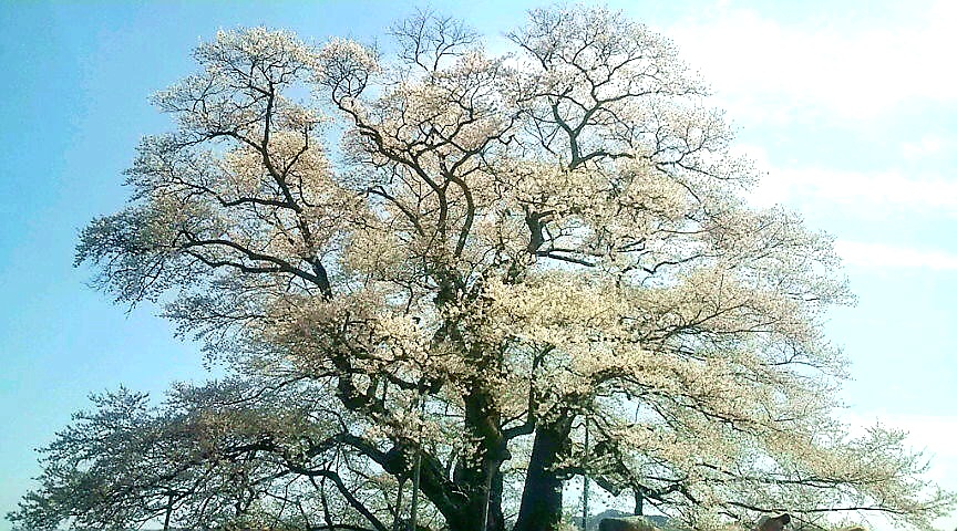 【岡山県真庭市】醍醐桜（だいござくら）