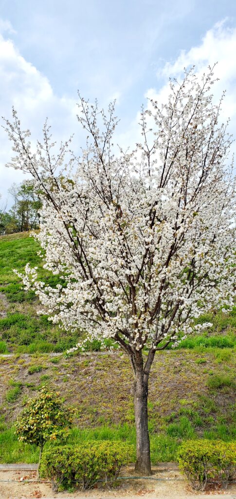 【岡山県浅口郡里庄町】つばきの丘運動公園（藤井風さん公園）