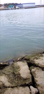 【岡山県倉敷市】玉島みなと公園(たましまみなとこうえん)
