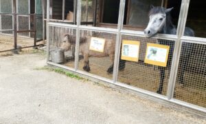 【岡山県勝田郡勝央町】農業公園おかやまファーマーズマーケットノースヴィレッジ