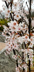 【岡山県岡山市東区】瀬戸町総合運動公園(せとちょうそうごううんどうこうえん)