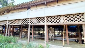 【岡山県岡山市南区パンジェラートカフェ】みさお牧場ジェラテリアMISAO本店