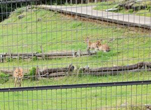 【広島県福山市公園】福山ファミリーパーク