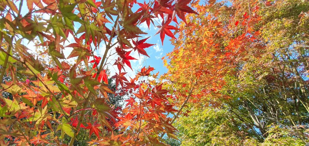 【岡山県岡山市北区】龍泉寺龍王池（りゅうせんじりゅうおういけ）