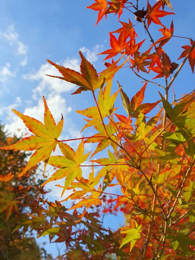 【岡山県岡山市北区】龍泉寺龍王池（りゅうせんじりゅうおういけ）