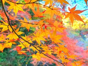 【岡山県総社市紅葉狩り】豪渓（ごうけい）