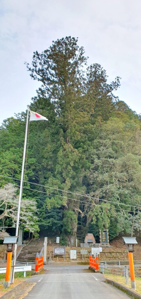 【岡山県真庭市】高岡神社御神木の神龍（たかおかじんじゃごしんぼくのシェンロン）