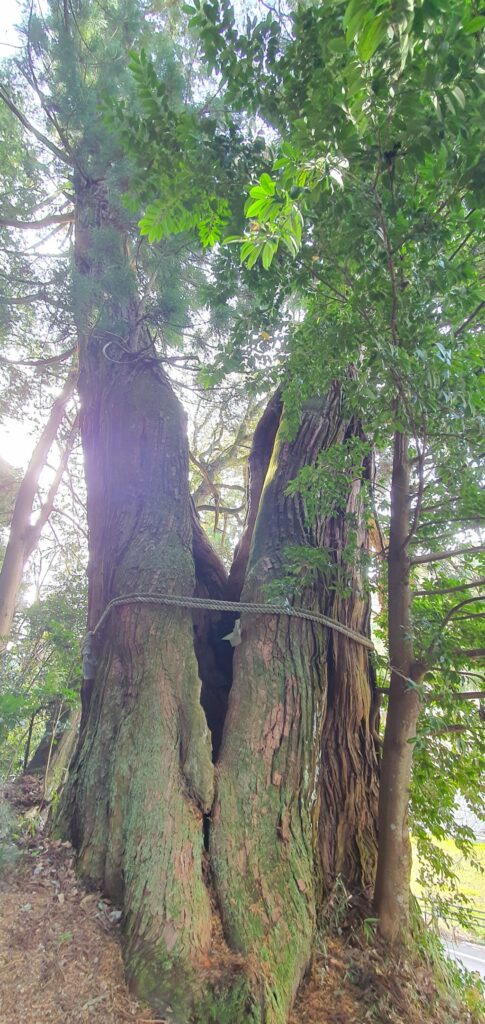 【岡山県真庭市】高岡神社御神木の神龍（たかおかじんじゃごしんぼくのシェンロン）