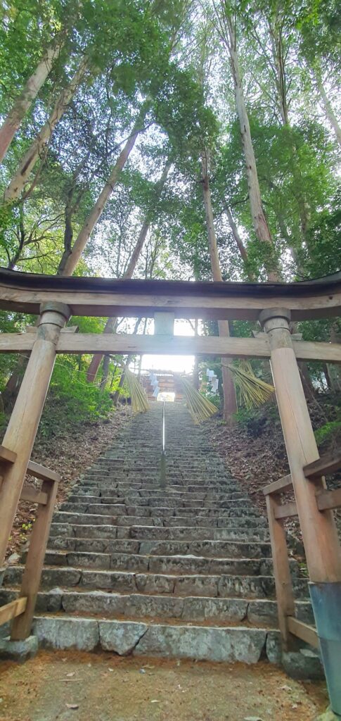 【岡山県真庭市】高岡神社御神木の神龍（たかおかじんじゃごしんぼくのシェンロン）