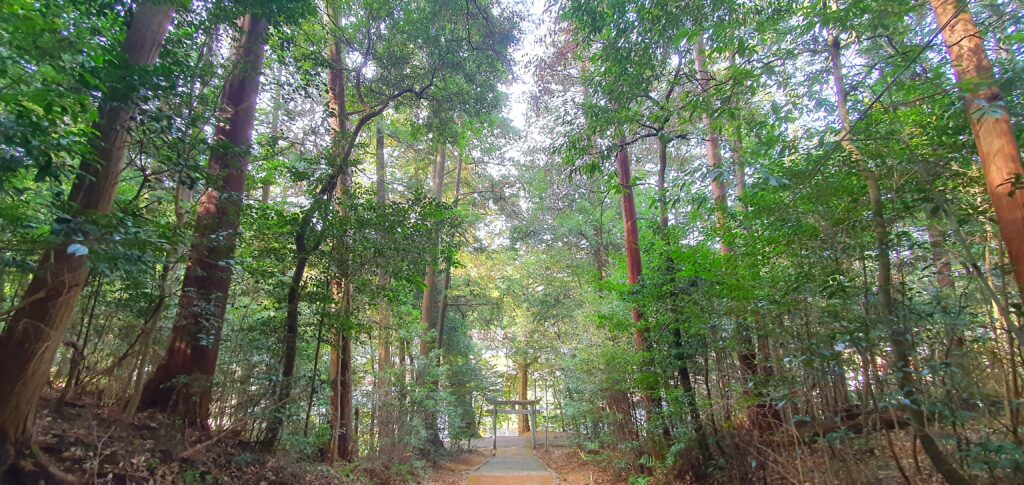 【岡山県真庭市】高岡神社御神木の神龍（たかおかじんじゃごしんぼくのシェンロン）