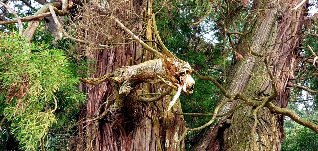 【岡山県真庭市】高岡神社御神木の神龍（たかおかじんじゃごしんぼくのシェンロン）