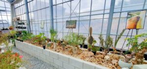【岡山市中区パン屋カフェ】迷宮植物園BALTHAZAR/Beck(バルタザール/ベック)