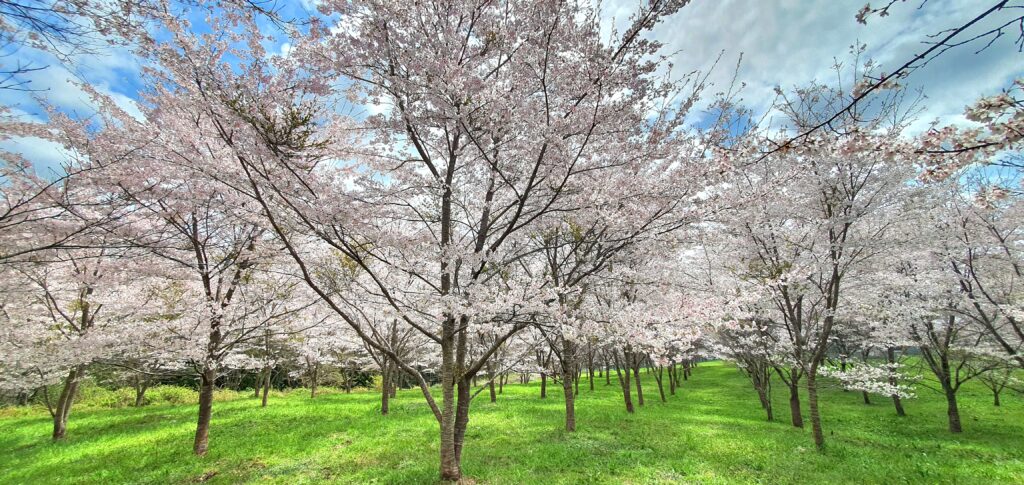 【岡山県新見市】羅生門桜公園（らしょうもんさくらこうえん）