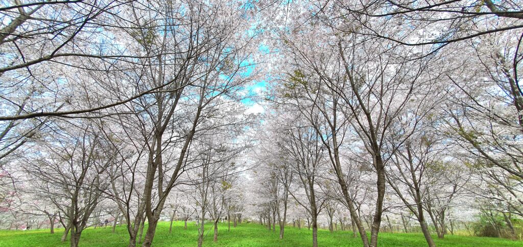 【岡山県新見市】羅生門桜公園（らしょうもんさくらこうえん）