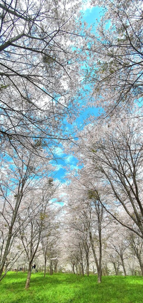 【岡山県新見市】羅生門桜公園（らしょうもんさくらこうえん）