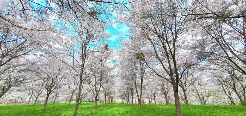 【岡山県新見市】羅生門桜公園（らしょうもんさくらこうえん）