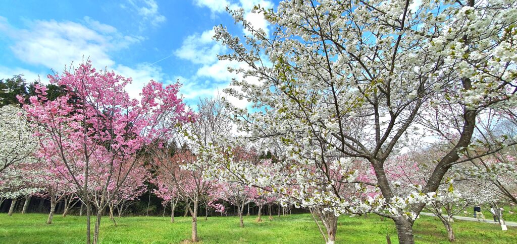 【岡山県新見市】羅生門桜公園（らしょうもんさくらこうえん）