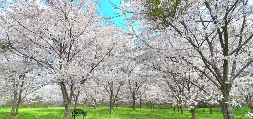 【岡山県新見市】羅生門桜公園（らしょうもんさくらこうえん）