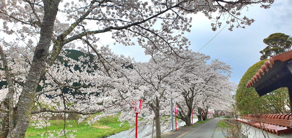 【岡山県真庭市】美甘宿場桜（みかもしゅくばざくら）