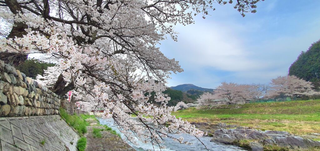 【岡山県真庭市】美甘宿場桜（みかもしゅくばざくら）