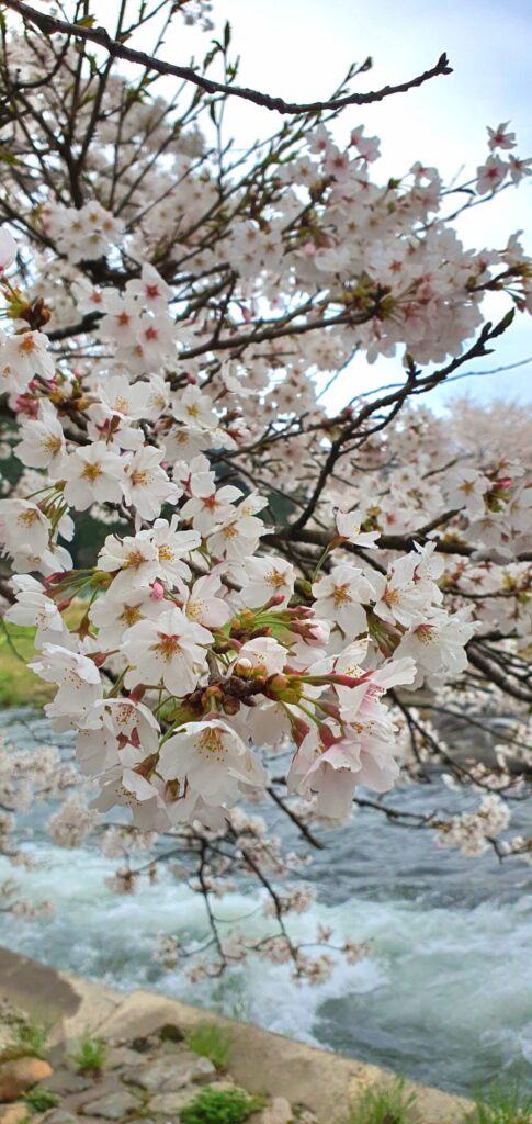 【岡山県真庭市】美甘宿場桜（みかもしゅくばざくら）