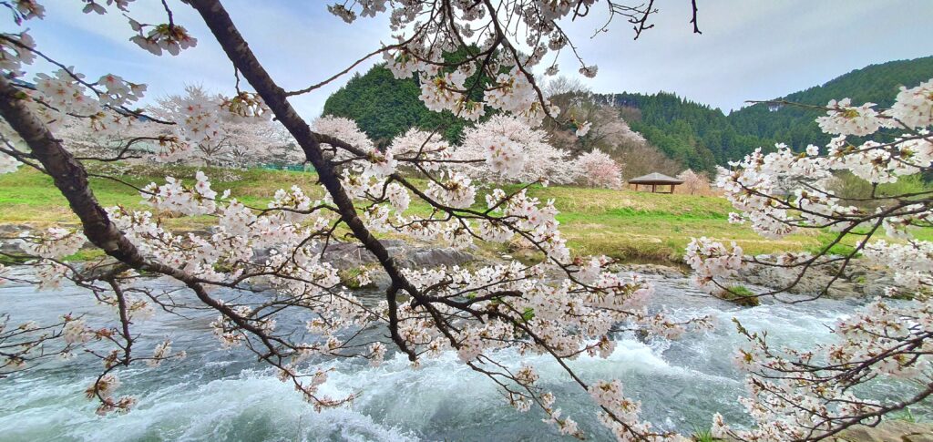 【岡山県真庭市】美甘宿場桜（みかもしゅくばざくら）