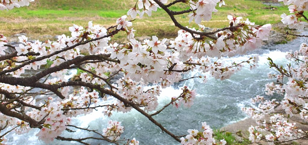 【岡山県真庭市】美甘宿場桜（みかもしゅくばざくら）