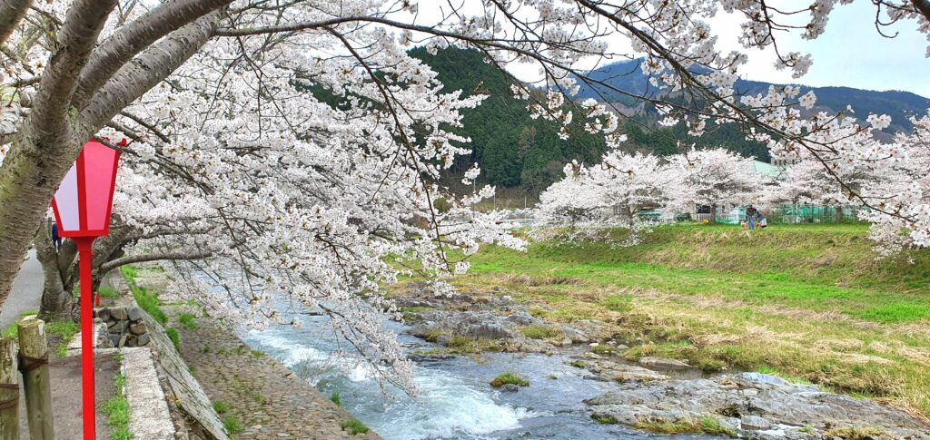 春満開！岡山の桜特集