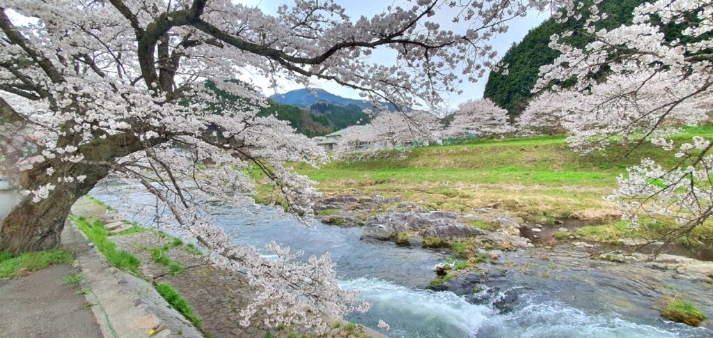 【岡山県真庭市】美甘宿場桜（みかもしゅくばざくら）