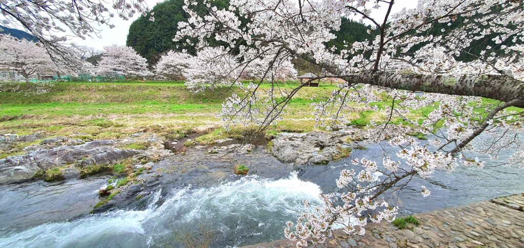 【岡山県真庭市】美甘宿場桜（みかもしゅくばざくら）