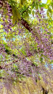 【岡山県和気郡和気町お花見】藤公園(ふじこうえん)/和気神社(わけじんじゃ)/芳嵐園(ほうらんえん)