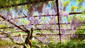 【岡山県和気郡和気町お花見】藤公園(ふじこうえん)/和気神社(わけじんじゃ)/芳嵐園(ほうらんえん)