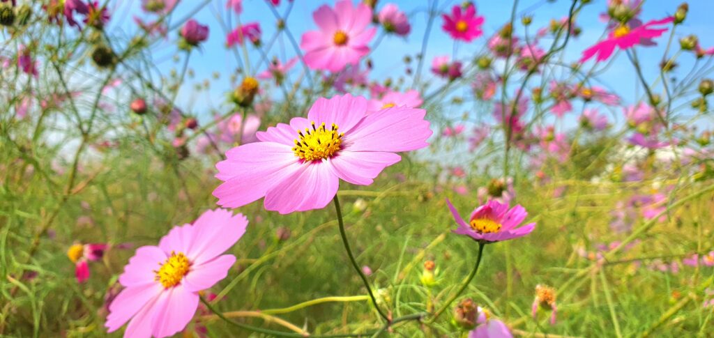 【岡山県岡山市東区】岡東浄化センター秋桜畑（こうとうじょうかセンターコスモスばたけ）