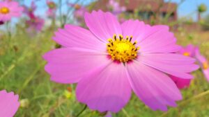 【岡山県岡山市東区】岡東浄化センター秋桜畑（こうとうじょうかセンターコスモスばたけ）