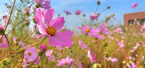 【岡山県岡山市東区】岡東浄化センター秋桜畑（こうとうじょうかセンターコスモスばたけ）