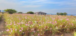 【岡山県岡山市東区】岡東浄化センター秋桜畑（こうとうじょうかセンターコスモスばたけ）