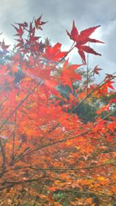 【岡山県苫田郡鏡野町紅葉狩り】奥津渓/奥津温泉足湯（おくつけい/おくつおんせんあしゆ）