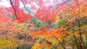 【岡山県苫田郡鏡野町紅葉狩り】奥津渓/奥津温泉足湯（おくつけい/おくつおんせんあしゆ）