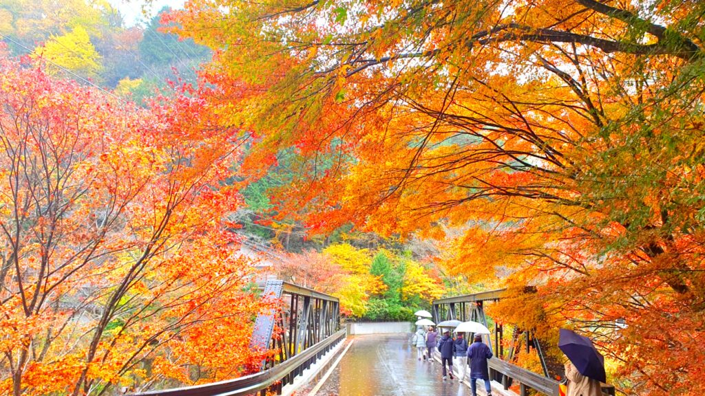 【岡山県苫田郡鏡野町紅葉狩り】奥津渓/奥津温泉足湯（おくつけい/おくつおんせんあしゆ）