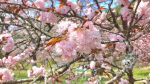 【岡山県岡山市東区お花見】妙泉寺跡宗堂桜(みょうせんじあとそうどうざくら)