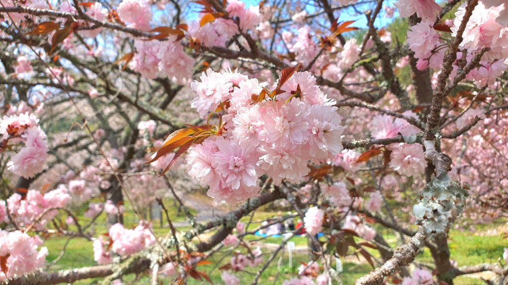 【岡山県岡山市東区お花見】妙泉寺跡宗堂桜(みょうせんじあとそうどうざくら)
