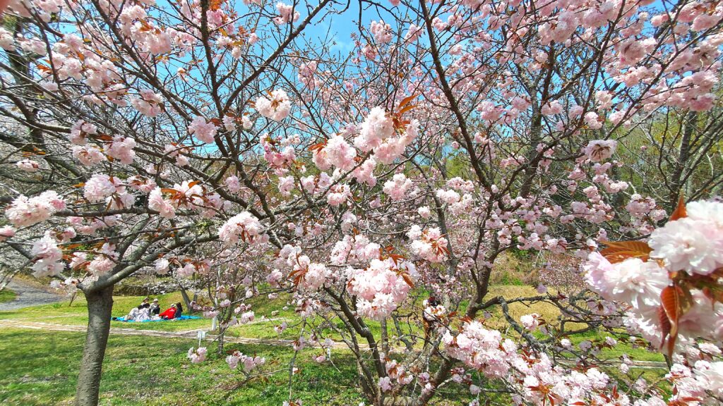 春満開！岡山の桜特集