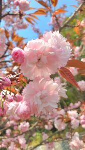 【岡山県岡山市東区お花見】妙泉寺跡宗堂桜(みょうせんじあとそうどうざくら)