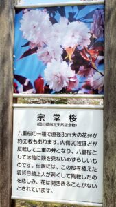 【岡山県岡山市東区お花見】妙泉寺跡宗堂桜(みょうせんじあとそうどうざくら)