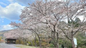 【岡山県和気郡和気町お花見】藤公園(ふじこうえん)/和気神社(わけじんじゃ)/芳嵐園(ほうらんえん)