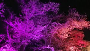【岡山県井原市お花見/水遊び】井原堤(いばらづつみ)/桜橋公園(さくらばしこうえん)